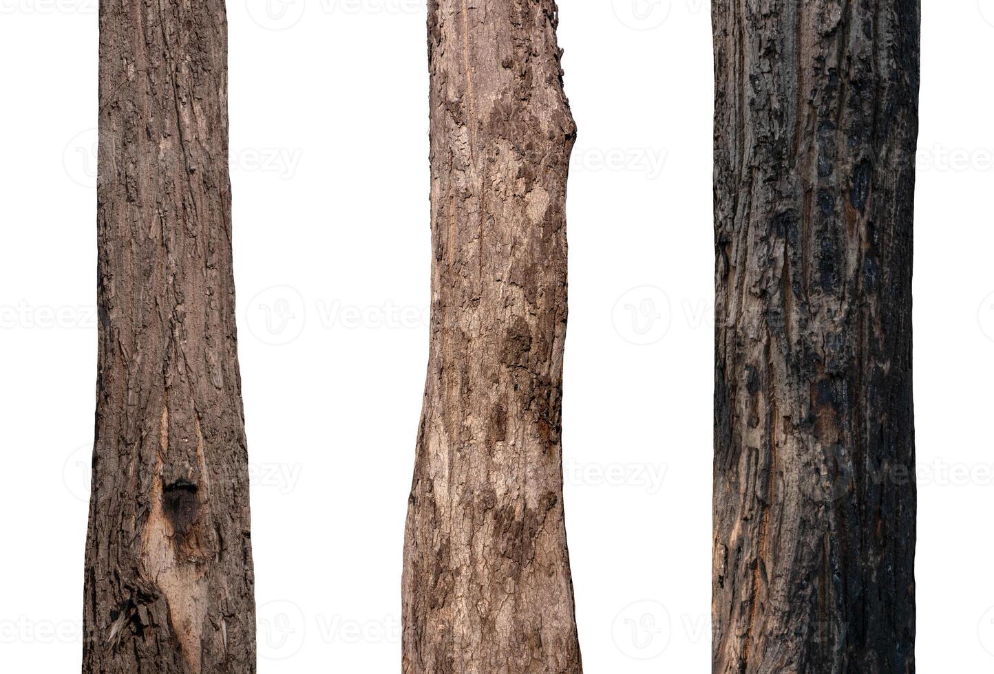 isolated tree trunk Collection on White background. photo