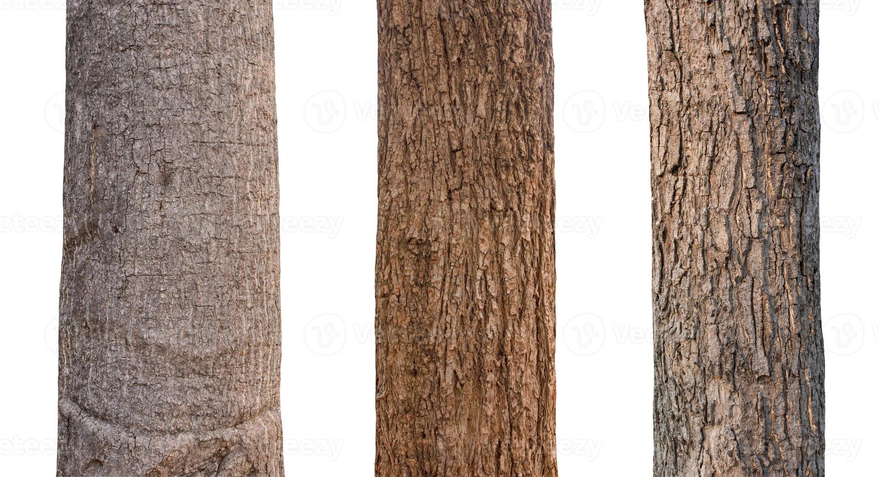 isolated tree trunk Collection on White background. photo
