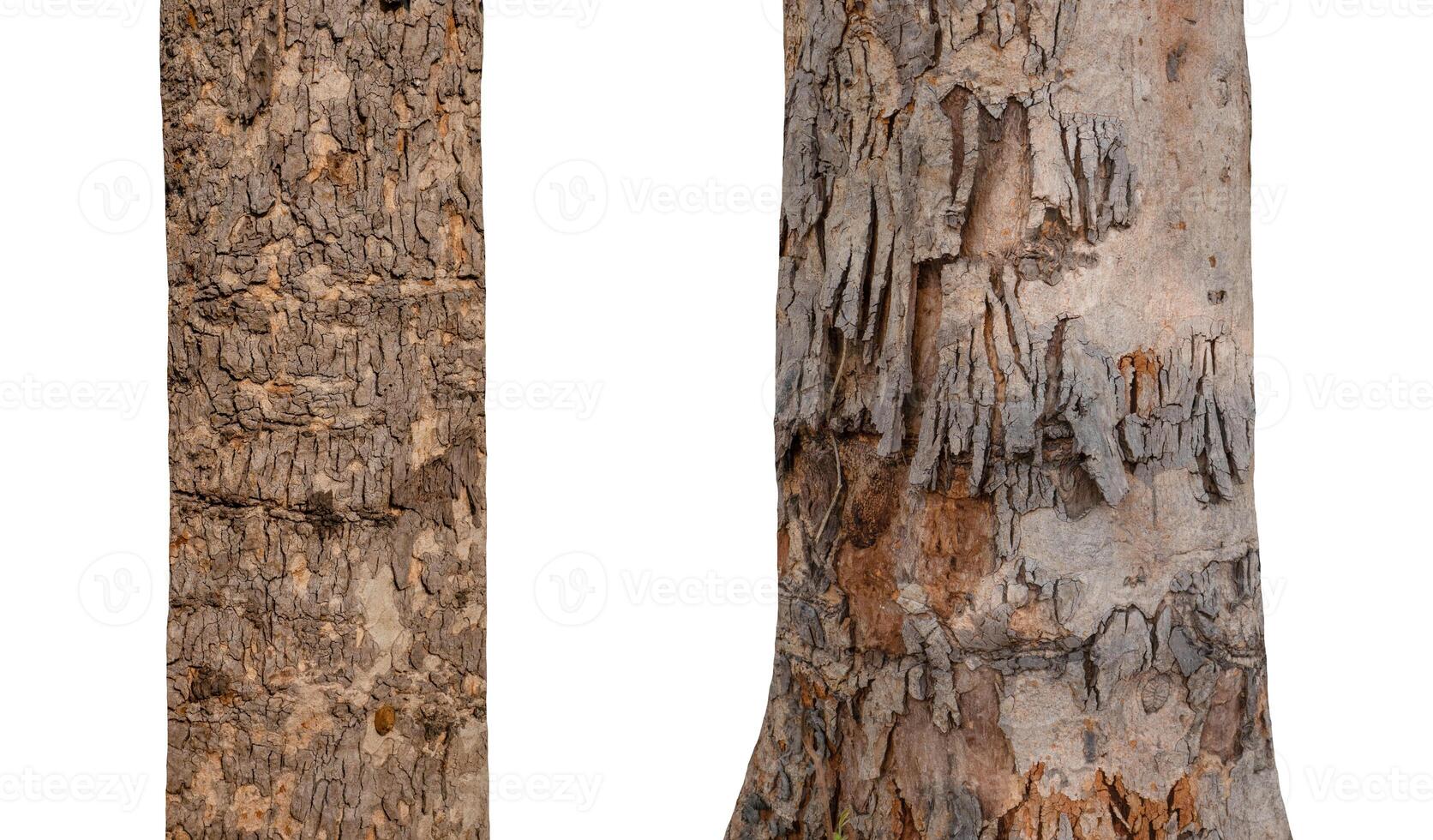 isolated tree trunk Collection on White background. photo