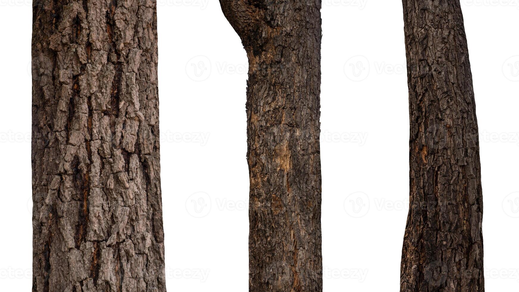 isolated tree trunk Collection on White background. photo