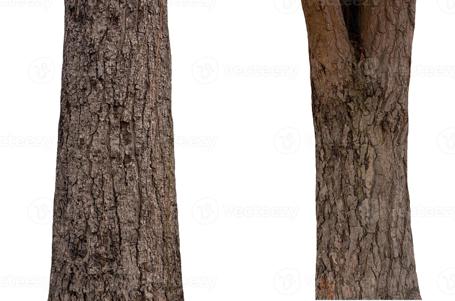 isolated tree trunk Collection on White background. photo