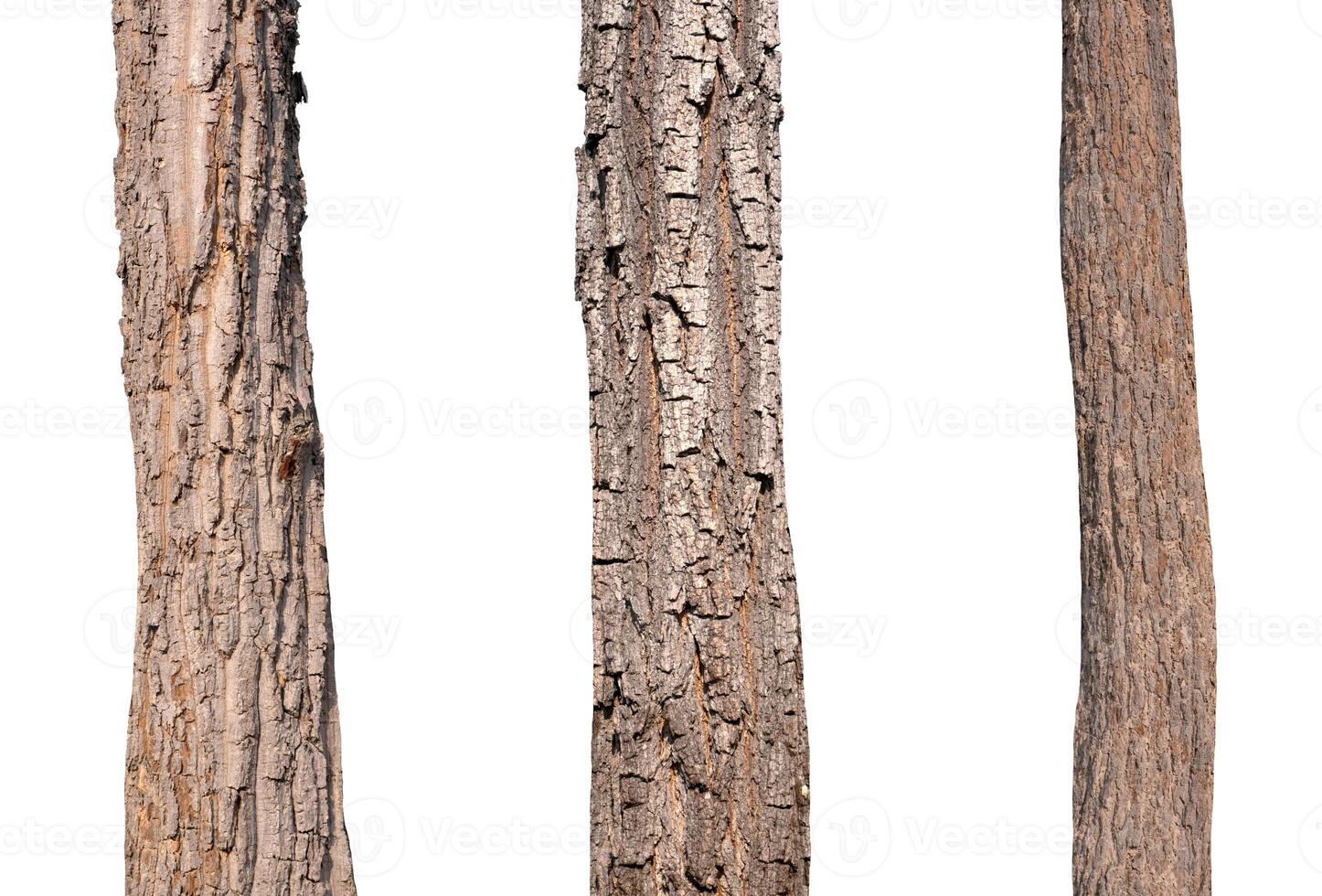 isolated tree trunk Collection on White background. photo