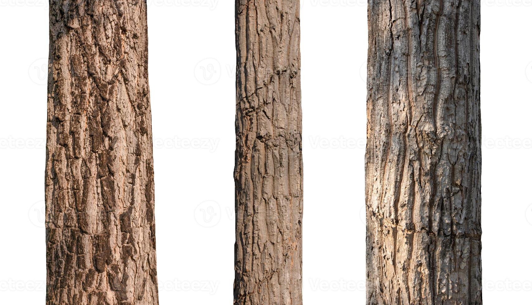isolated tree trunk Collection on White background. photo