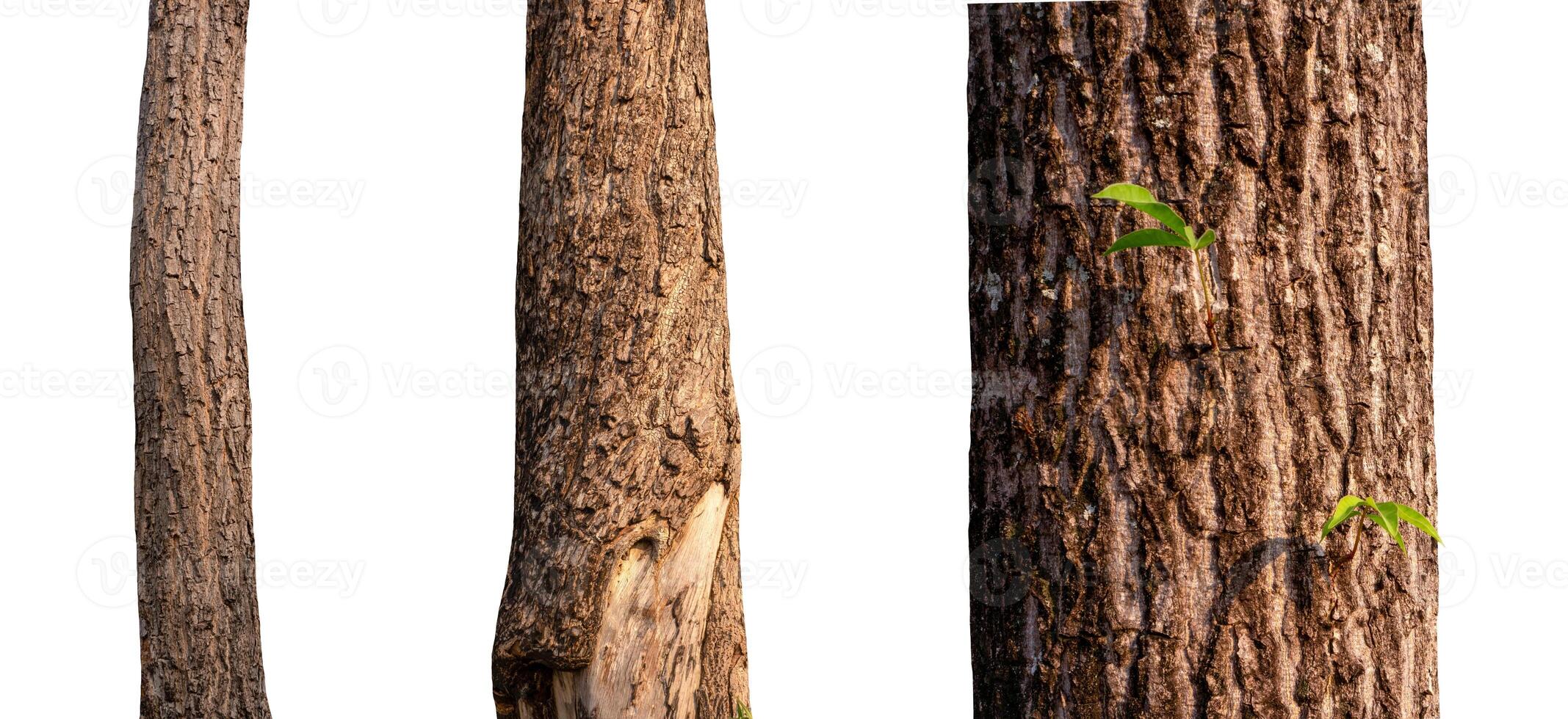 isolated tree trunk Collection on White Backdrop photo