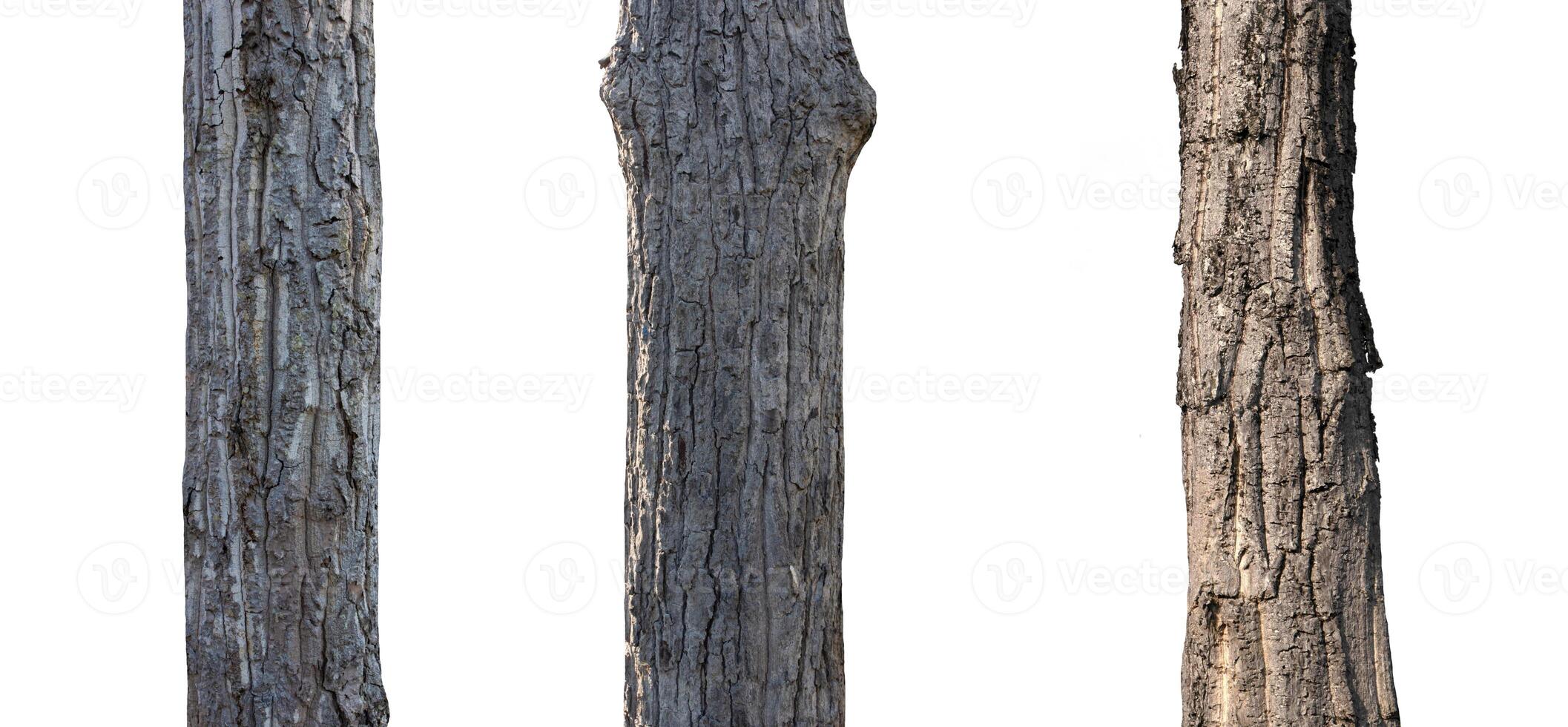 isolated tree trunk Collection on White background. photo