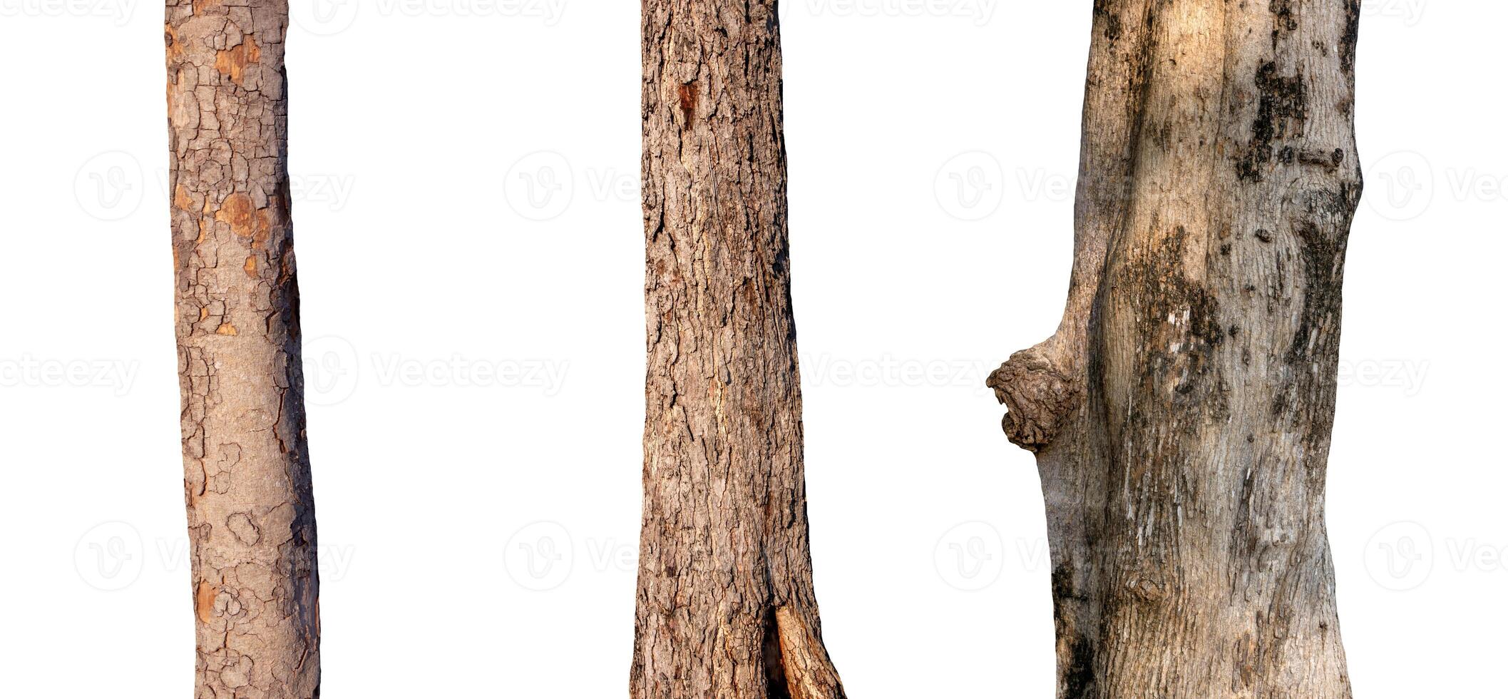 isolated tree trunk Collection on White background. photo