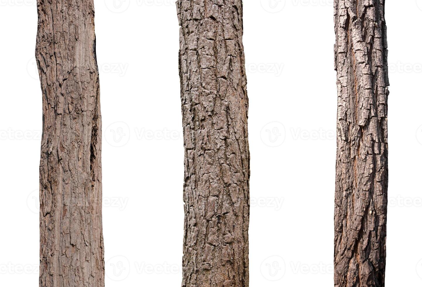 isolated tree trunk Collection on White background. photo