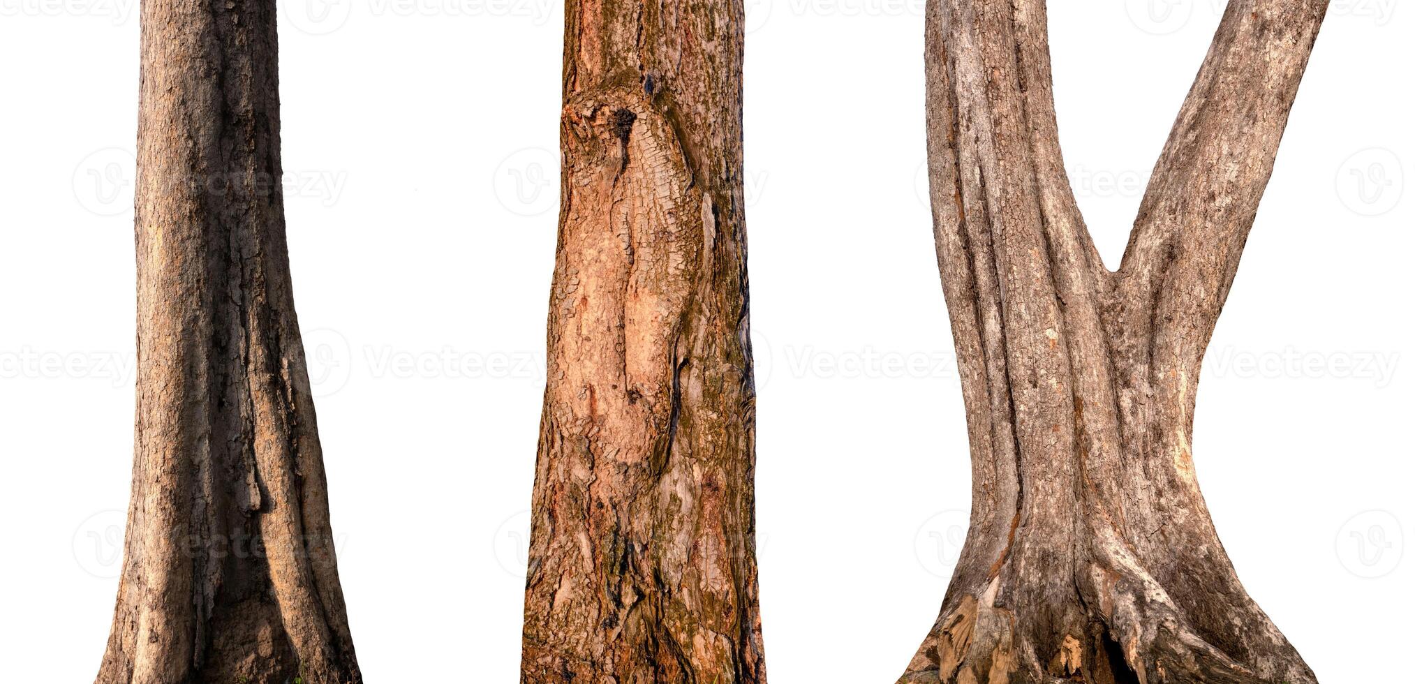 isolated tree trunk Collection on White background. photo