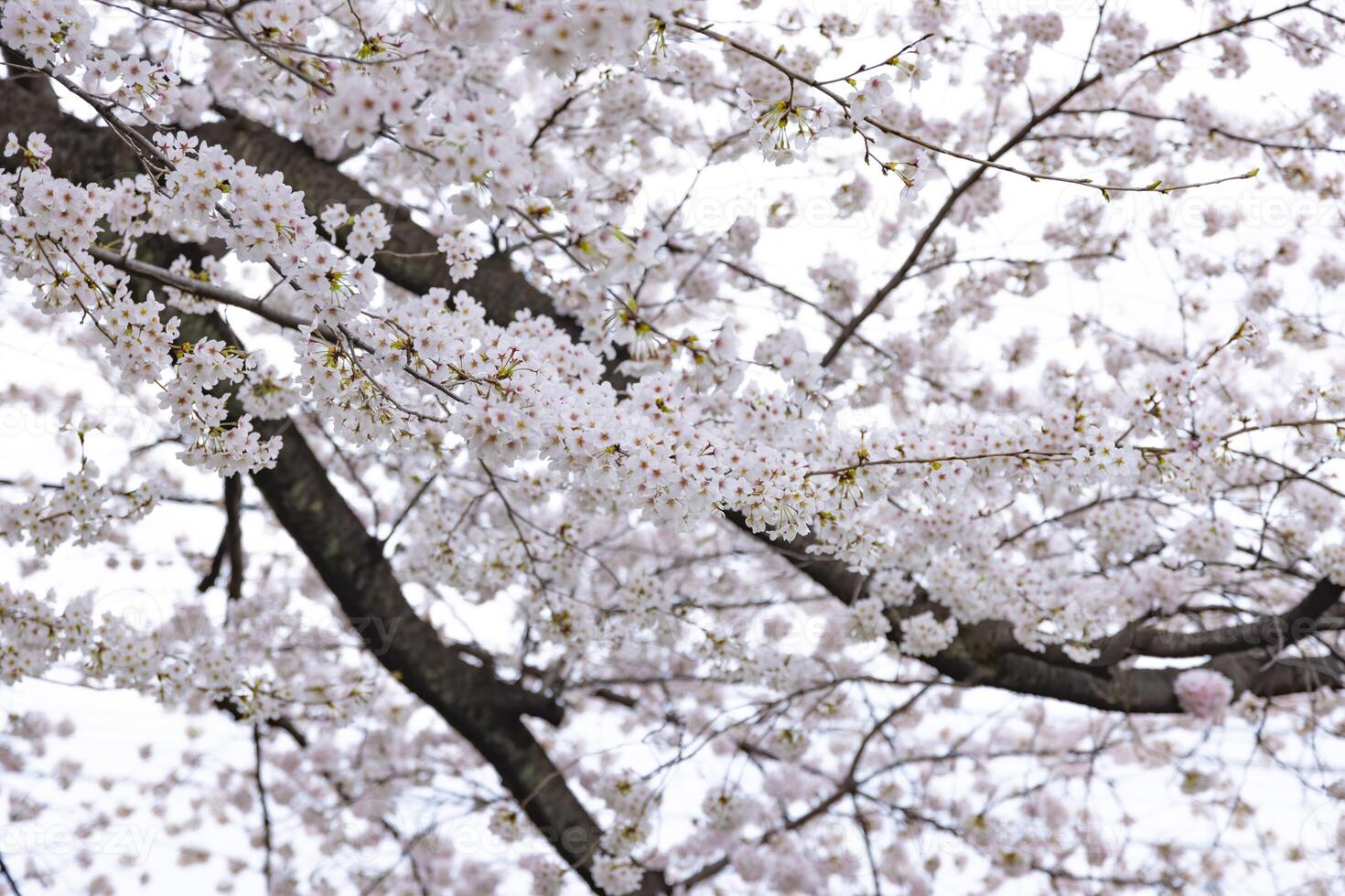 Cherry blossom at the park cloudy day photo