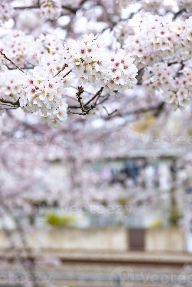 Cherry blossom at the park cloudy day photo