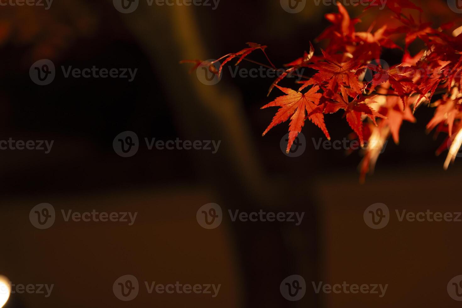 un iluminado rojo hojas a el tradicional jardín a noche en otoño cerca arriba foto