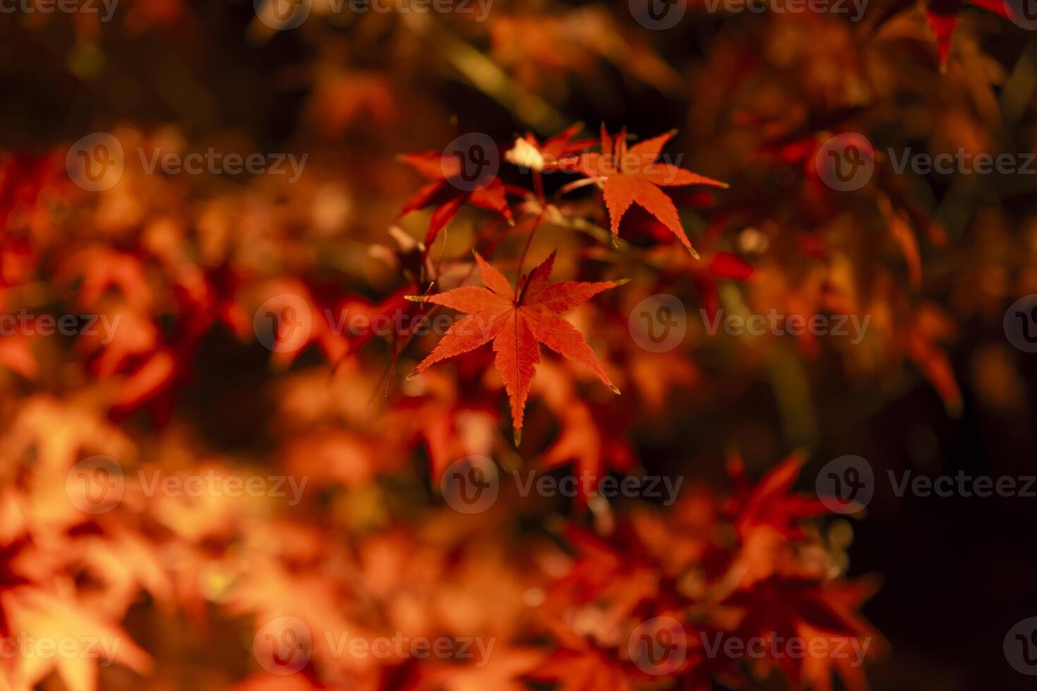An illuminated red leaves at the traditional garden at night in autumn close up photo