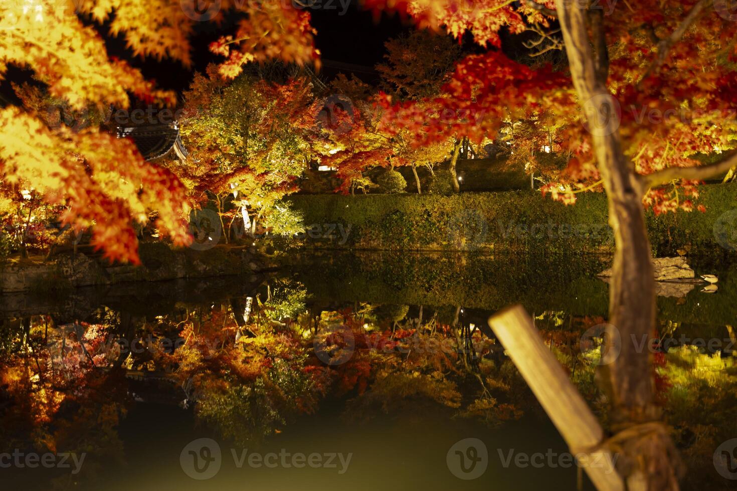 An illuminated red leaves at the traditional garden at night in autumn wide shot photo