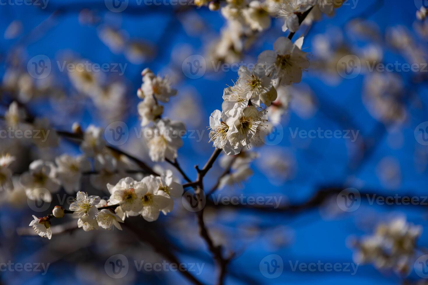 Plum flower behind the blue sky sunny day photo