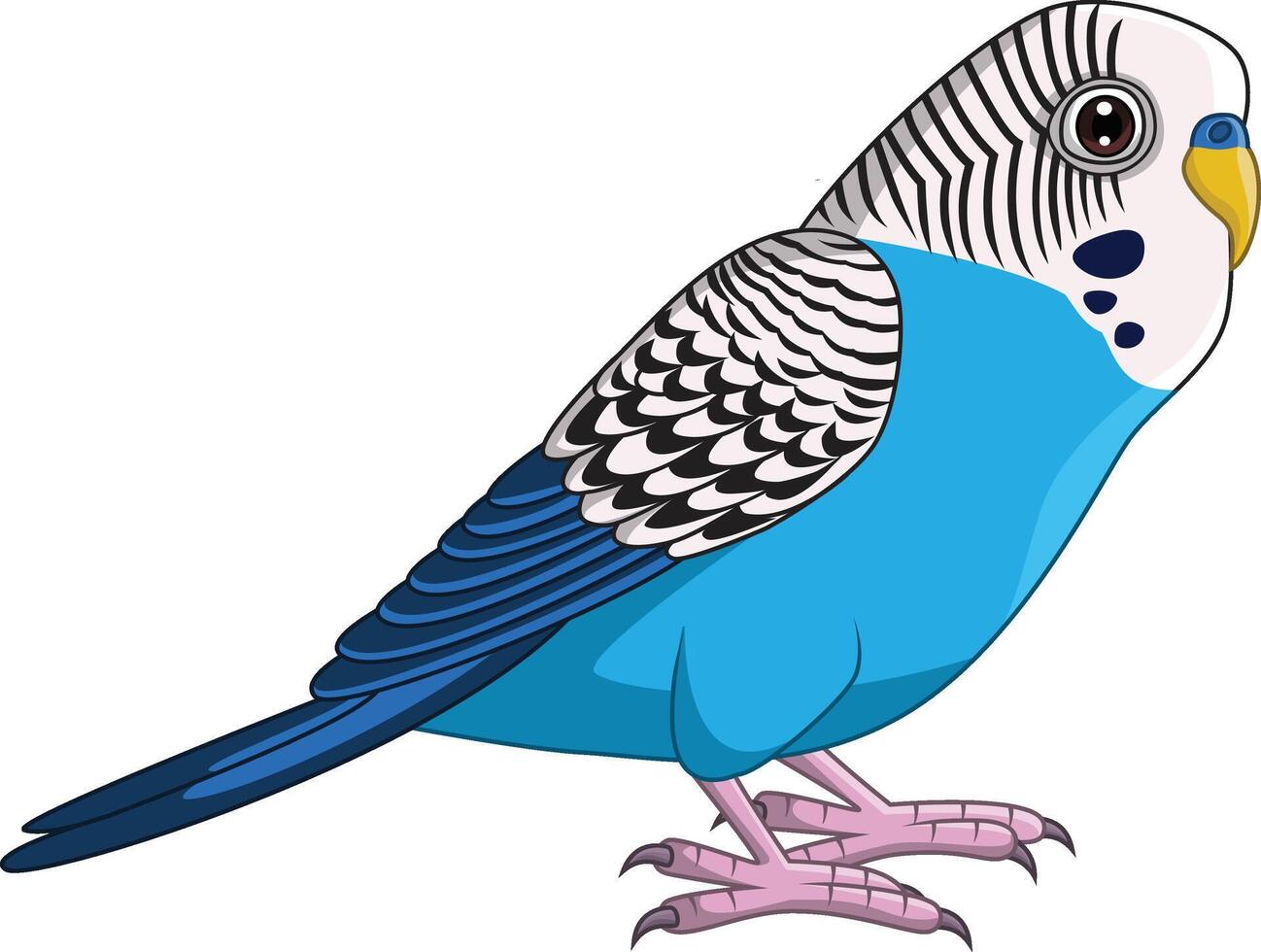 Cartoon Blue Budgie Parakeet on White Background vector