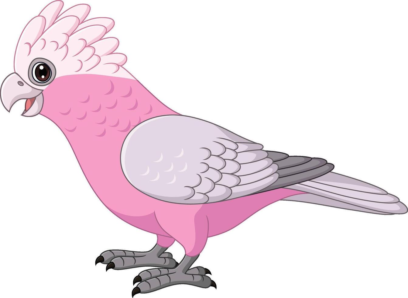 Cartoon Galah Cockatoo Parrots Bird vector