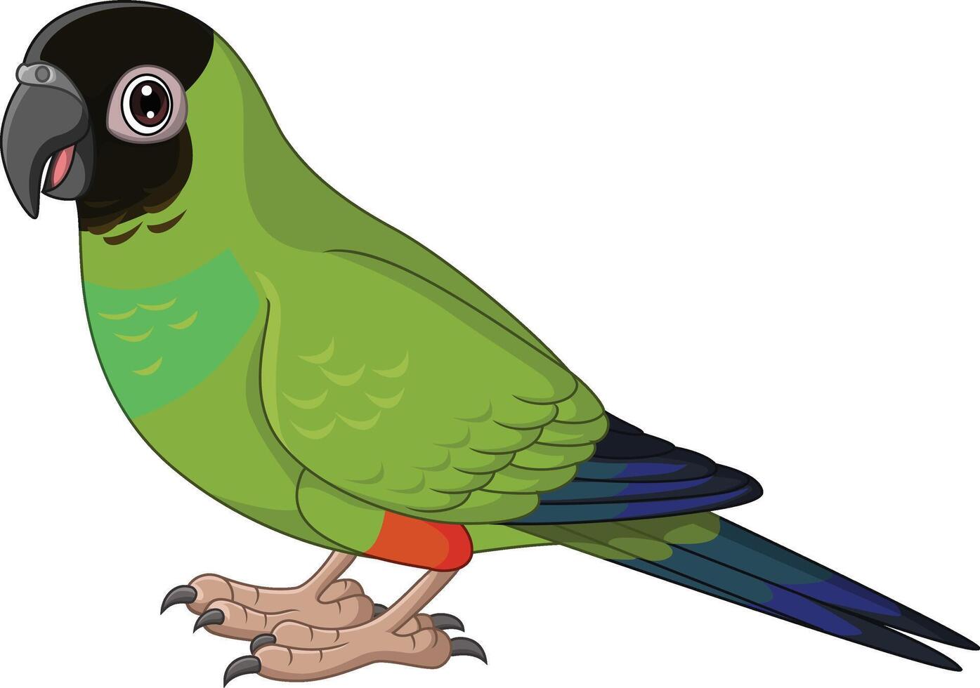 Cartoon Conure Nanday Parakeet on White Background vector