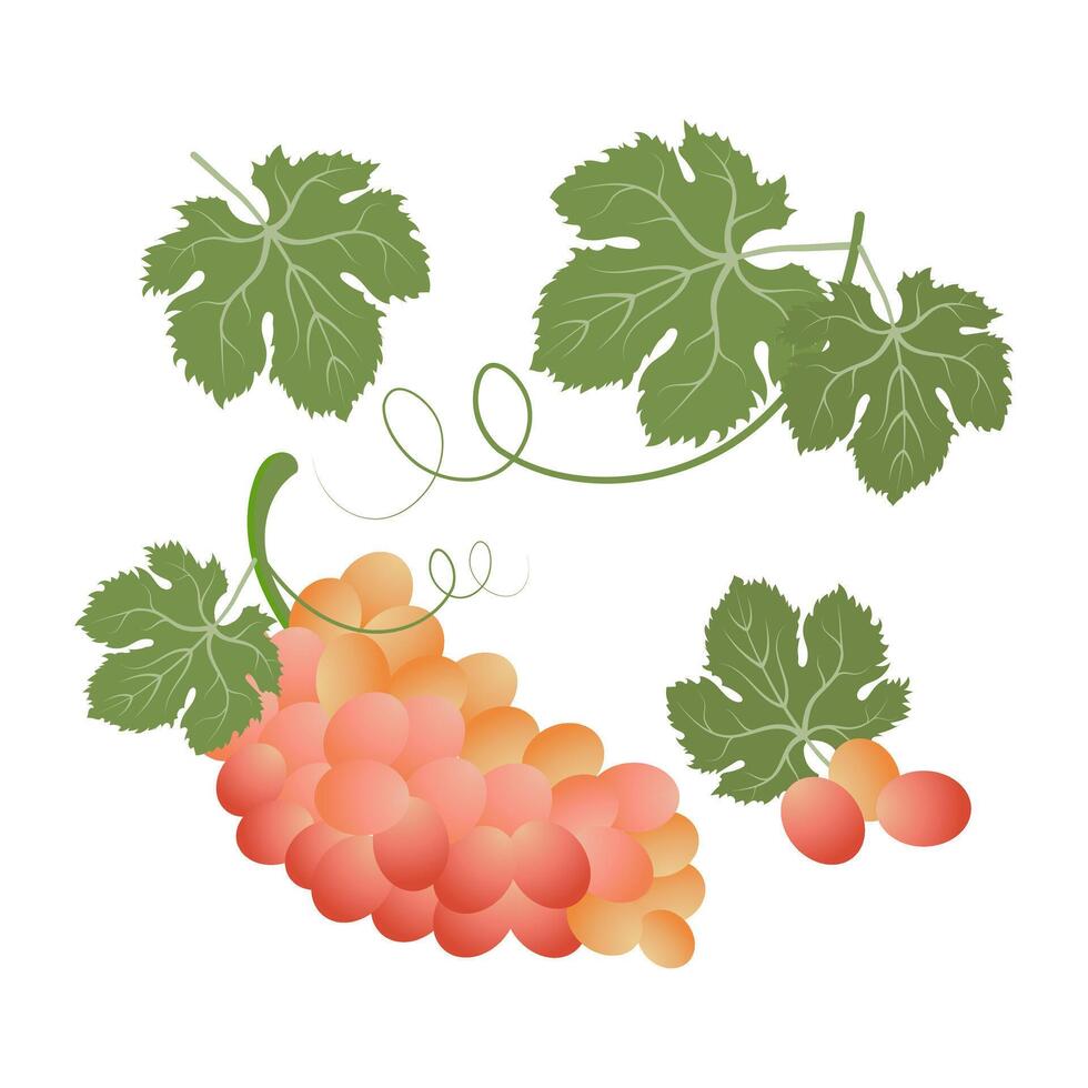 Set of grapes and grape leaves. Fruit icons, clipart vector