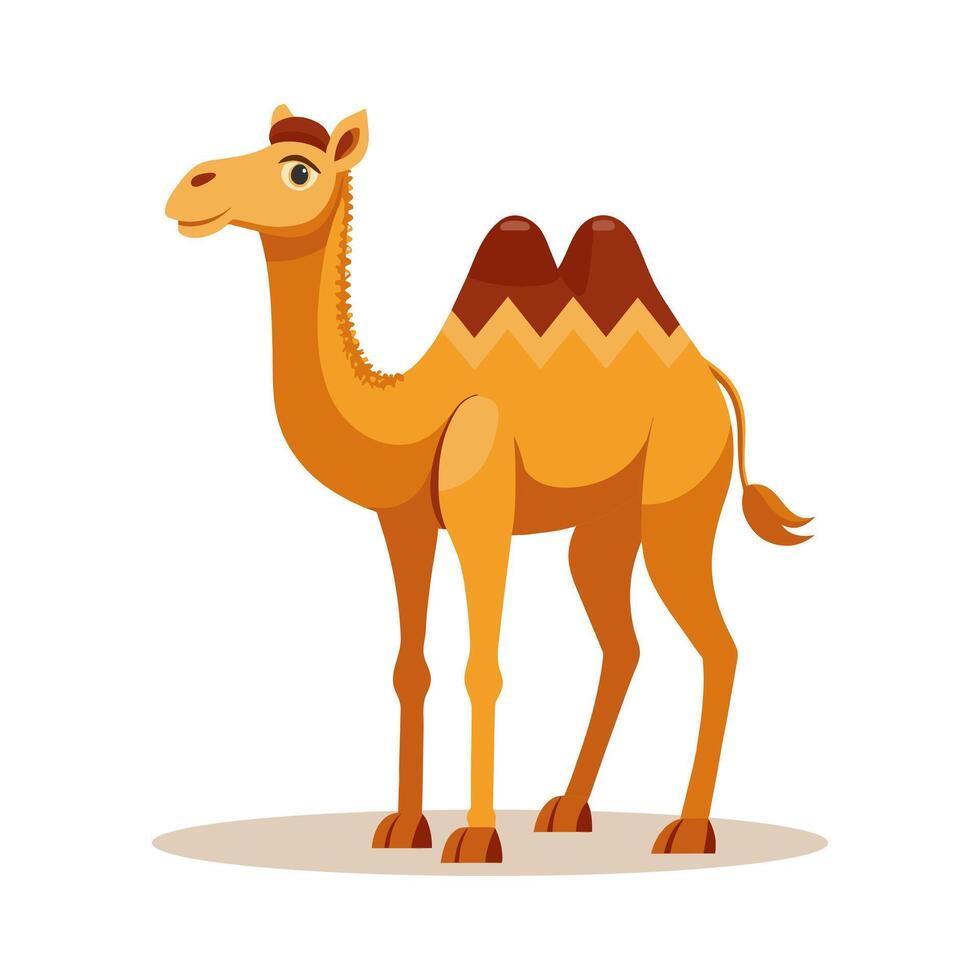 Cute Bactrian camel on a white background. Children's illustration of an animal. vector