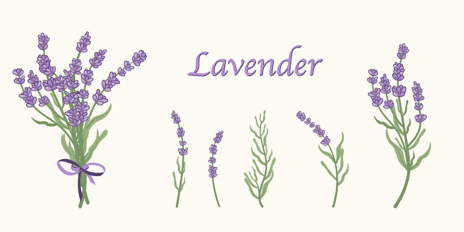 Set of lavender flowers gathered in bouquets and one by one. Provence floral herbs with purple flowers. For label, packaging, web, menu, logo, textile, icon template vector