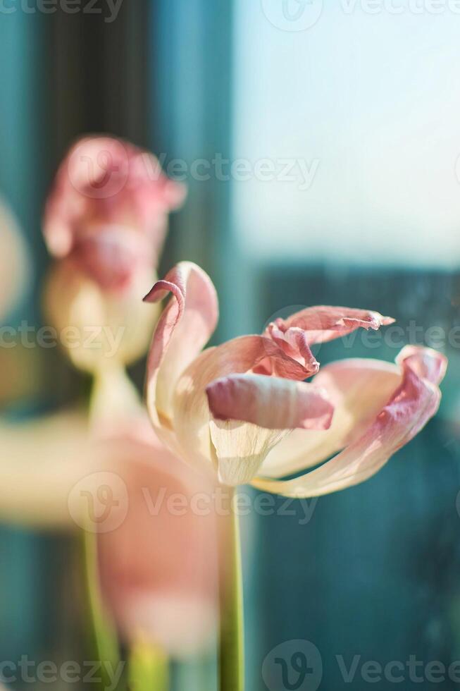 the wilted tulips on the windowsill, the beauty of wilting, the metaphor of aging, the beauty of old age, artistic double exposure photo