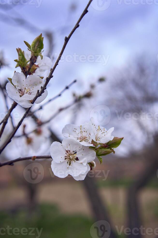 Apricot flowers on a tree, background photo