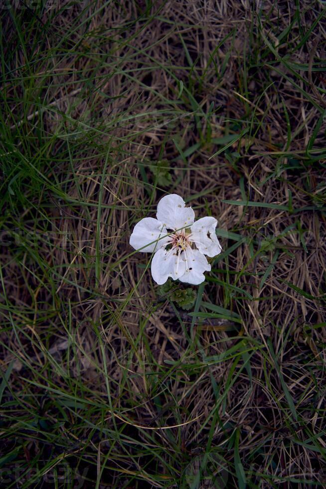 Apricot flowers on the ground, grass texture, background photo