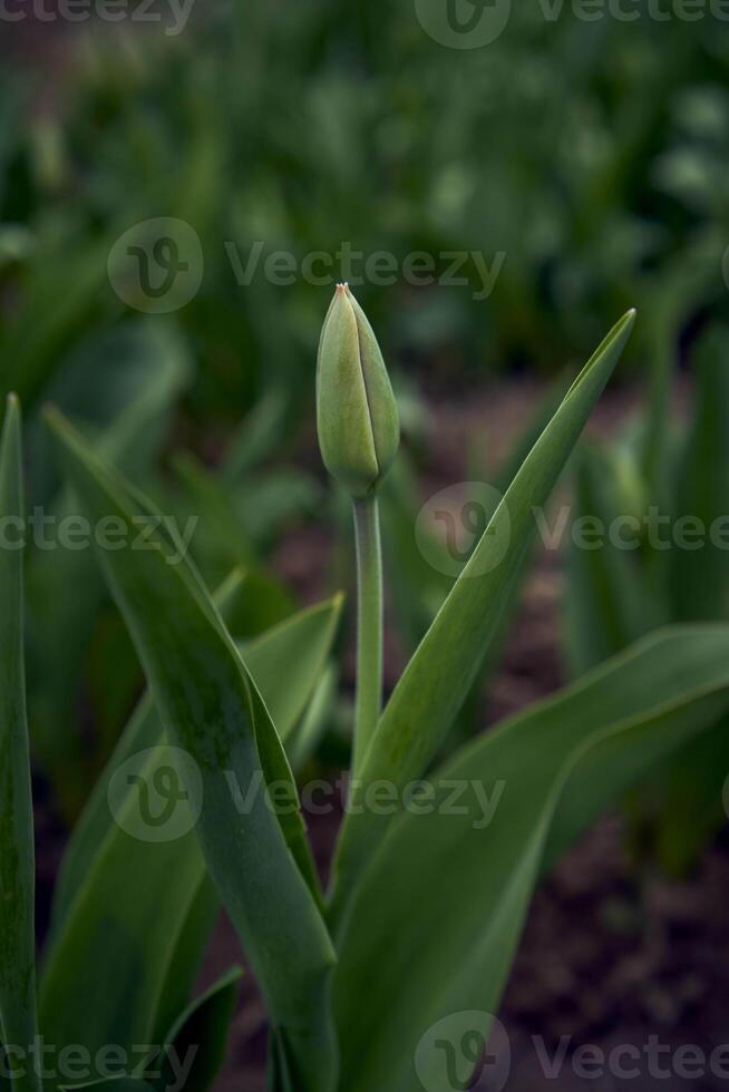 sin abrir primavera tulipanes en un flor cama foto