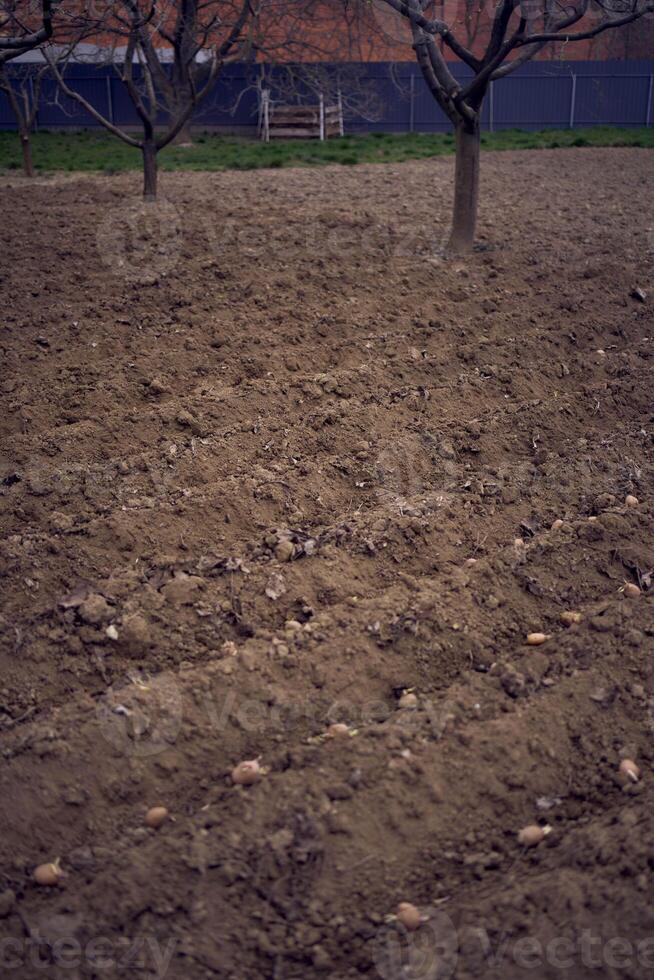 the process of planting potatoes using plows in rows photo