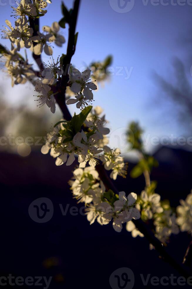 sour cherry blossom in sunset photo