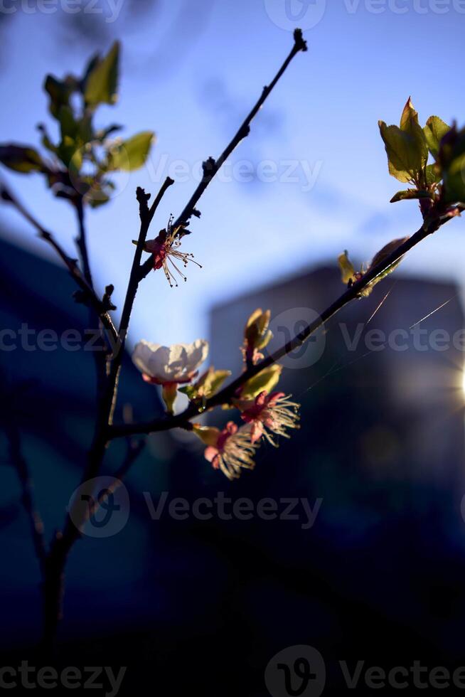 cherry blossom on the background of the sky at dawn photo