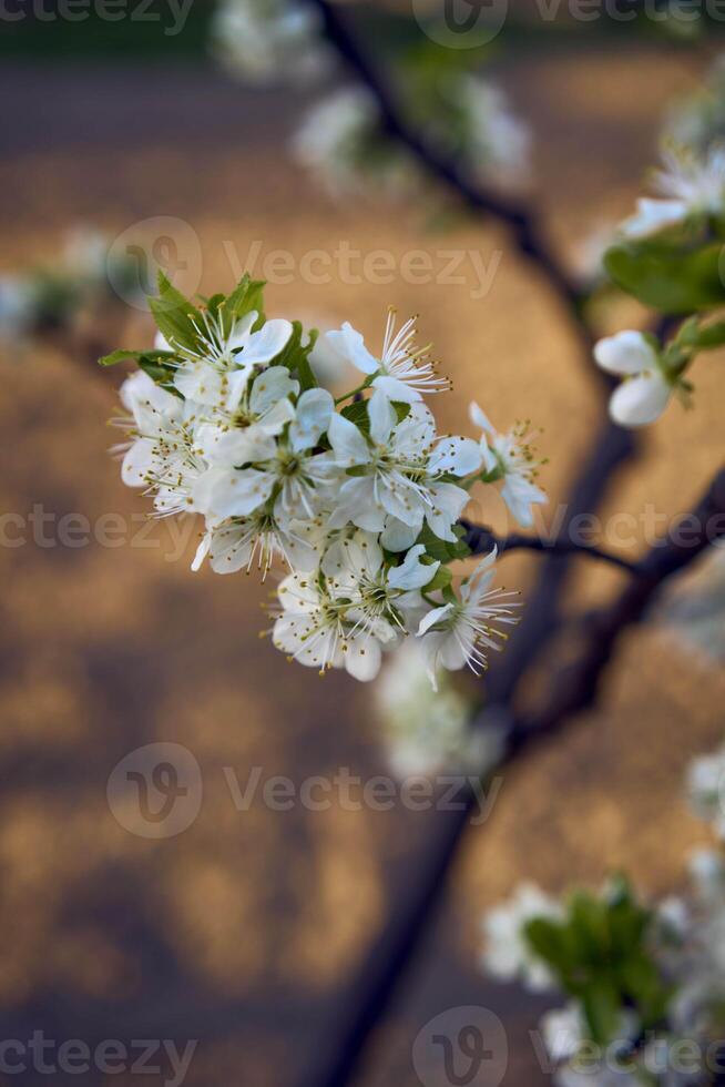 sour cherry blossom in sunset photo