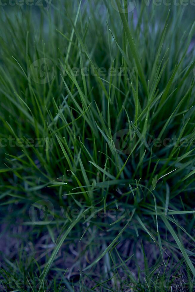 texture of fresh green grass, background photo