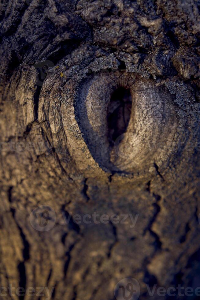an eye shaped hollow in a walnut tree photo