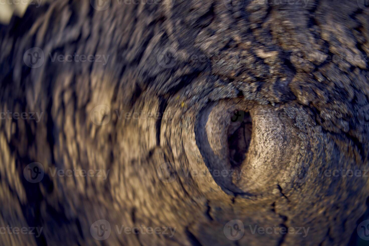 an eye shaped hollow in a walnut tree photo