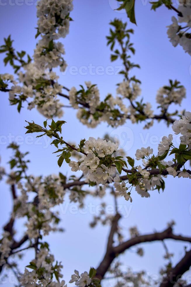 Cereza florecer en el antecedentes de el cielo a amanecer foto