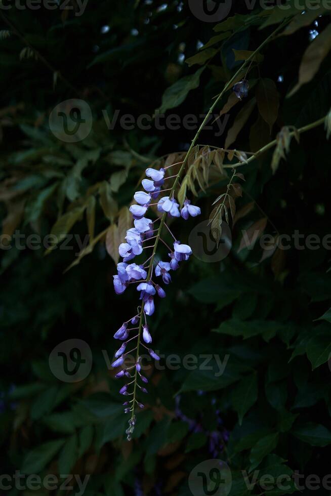 a beautiful branches of purple flowers hang from a tree in Istanbul photo