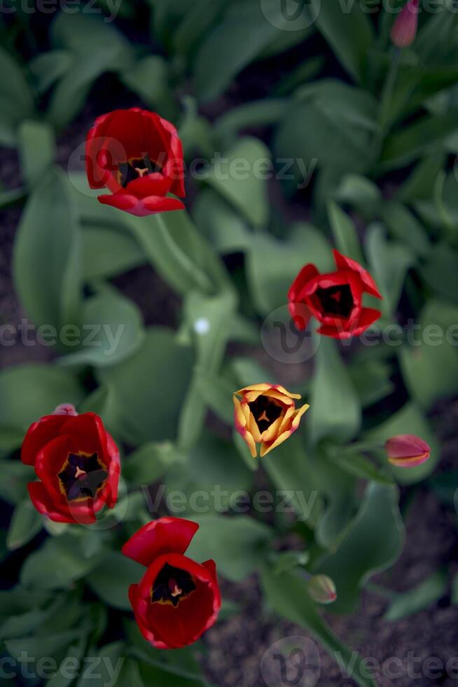 tulips after the rain in the spring garden photo