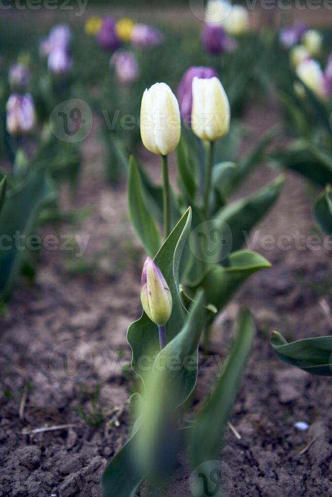 tulips after the rain in the spring garden photo