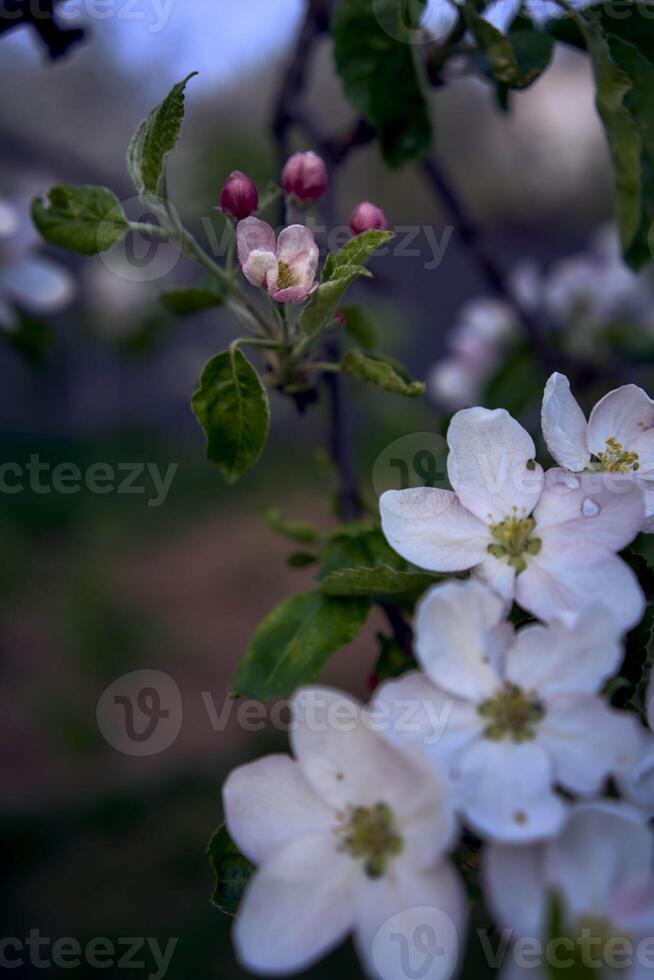 delicate pink blossom of apple trees, texture, background photo