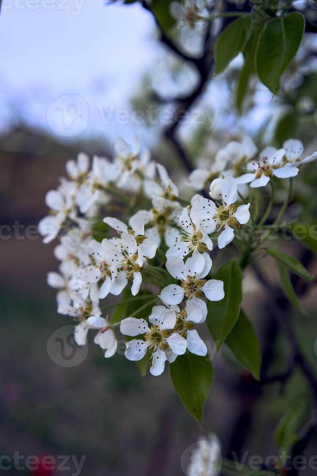 pear tree blossom, plant background photo