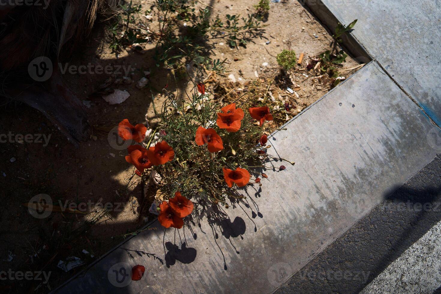 red poppies grow from the asphalt photo