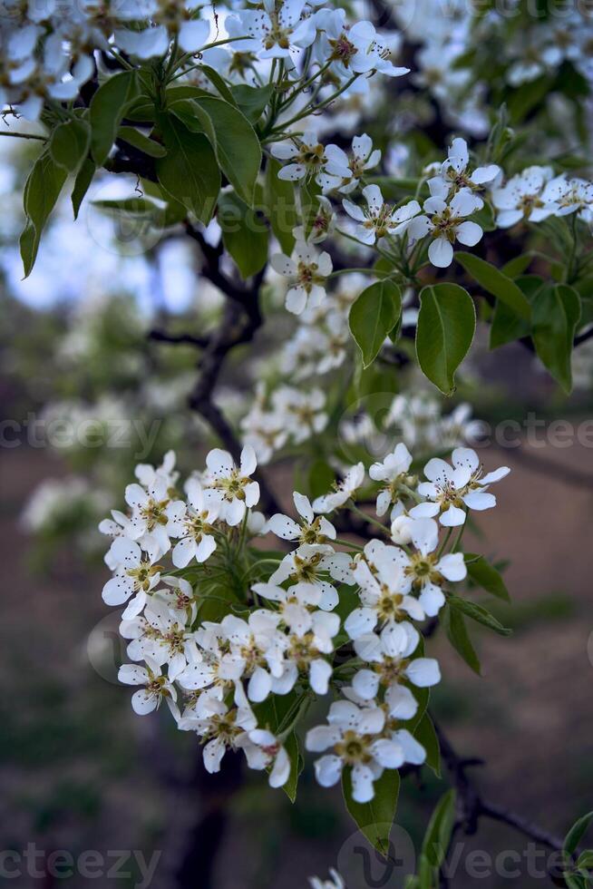 Pera árbol florecer, planta antecedentes foto