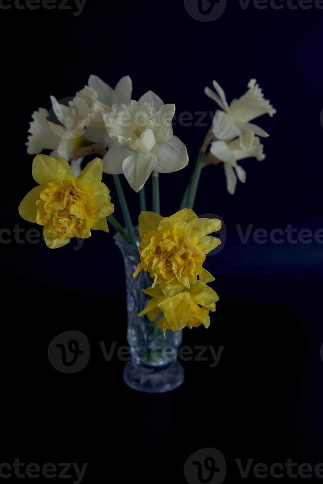 daffodils in a crystal vase on a black background photo