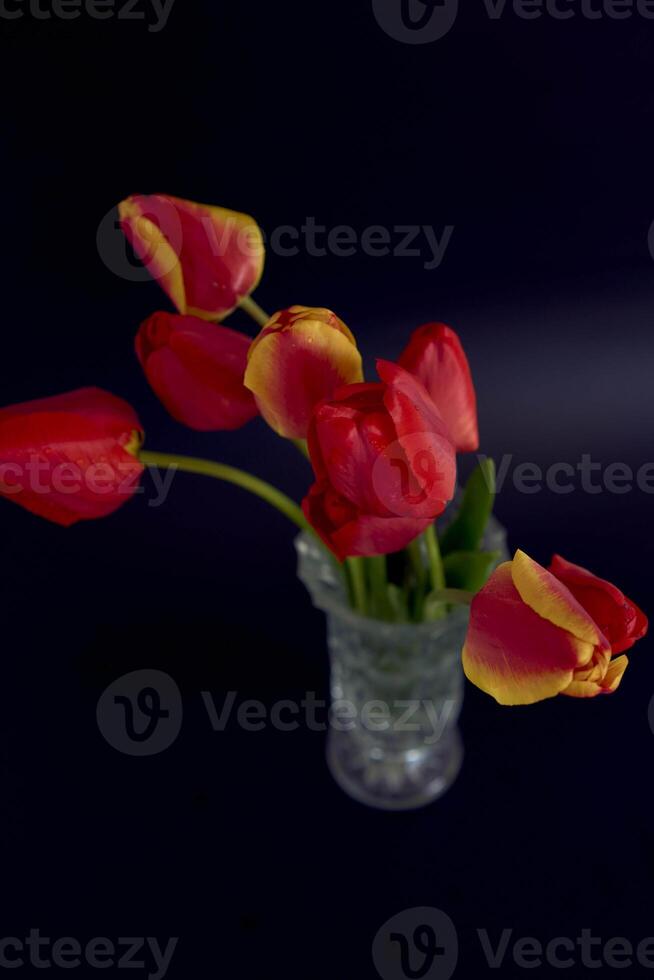 red and yellow tulips on a black background photo