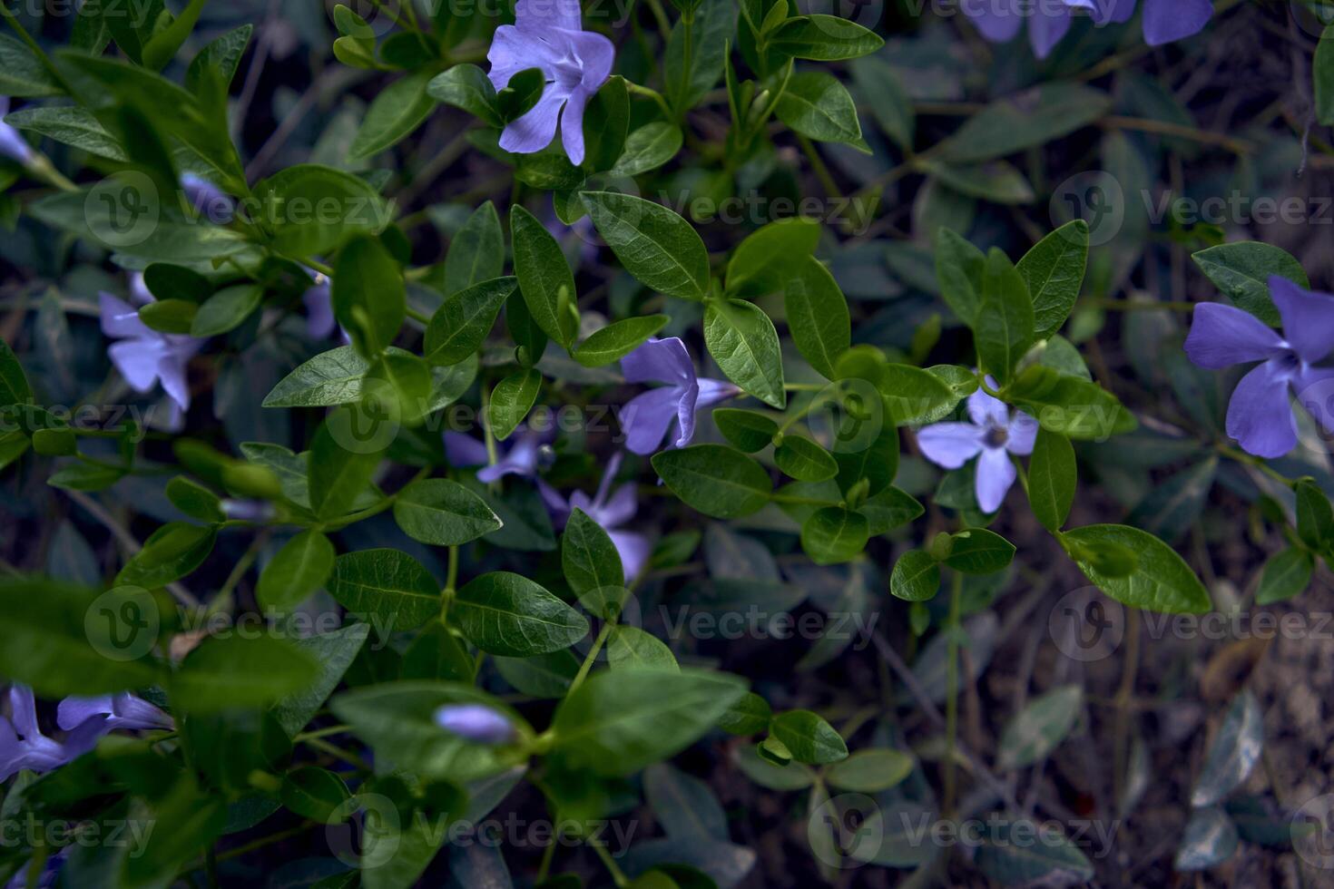 periwinkle flowers creeping on the ground, texture, background photo