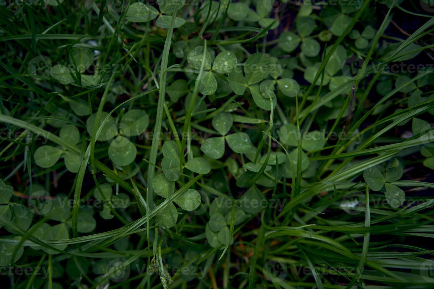 clover leaves among the grass covered with raindrops, smartphone background photo