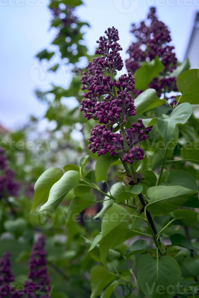 unopened lilac flowers, smartphone background photo