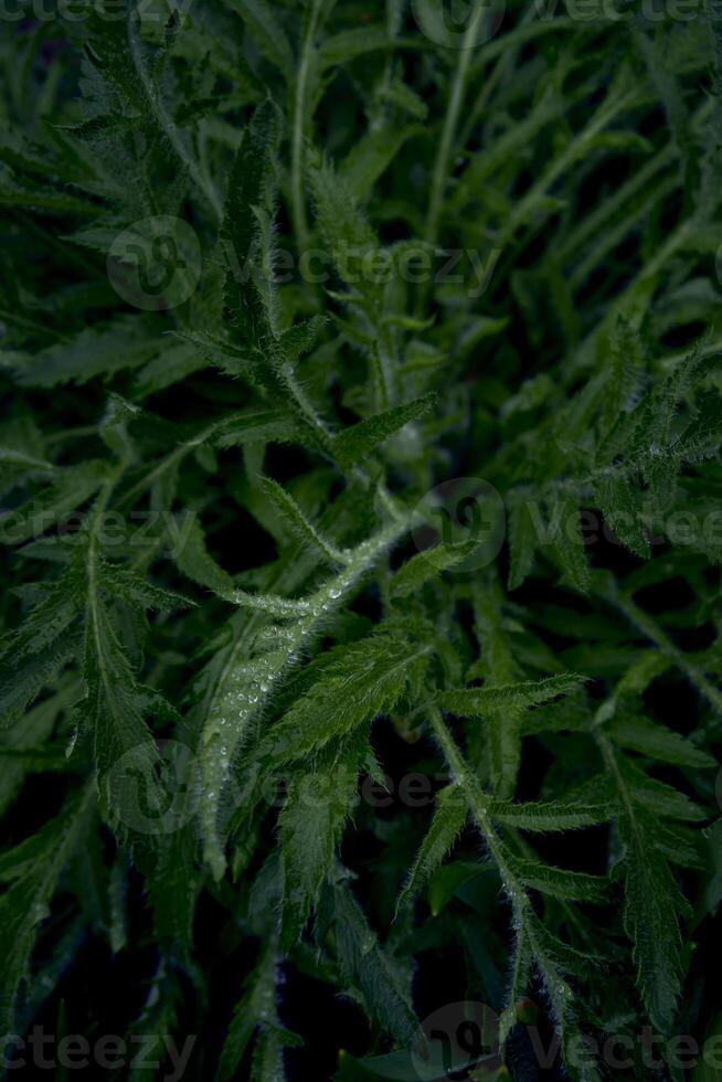 Fresco verde amapola coles, planta antecedentes foto