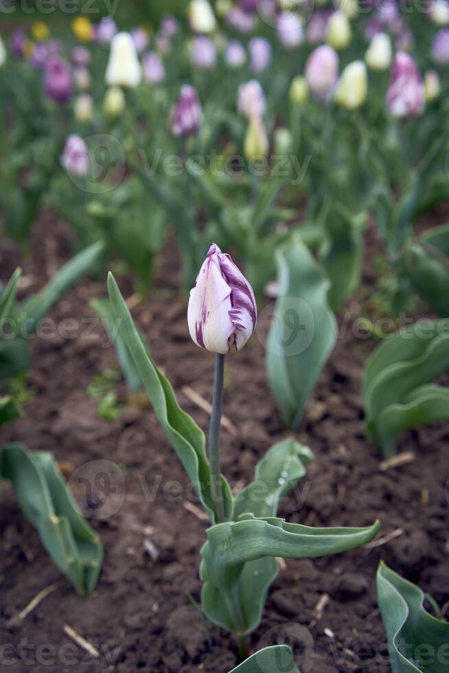un vistoso tulipanes después el lluvia en el primavera jardín foto